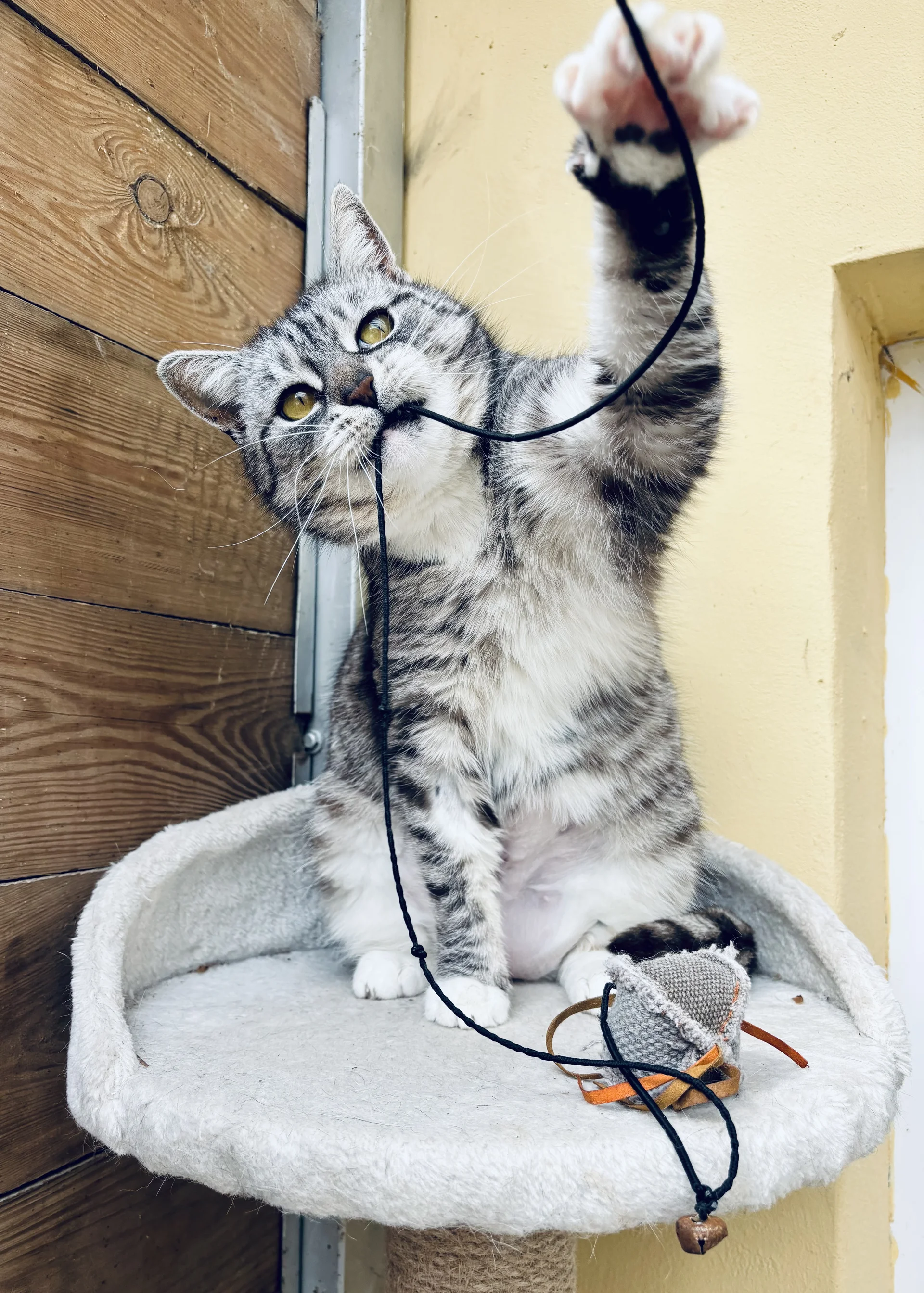 Zdjęcie Gryzelda