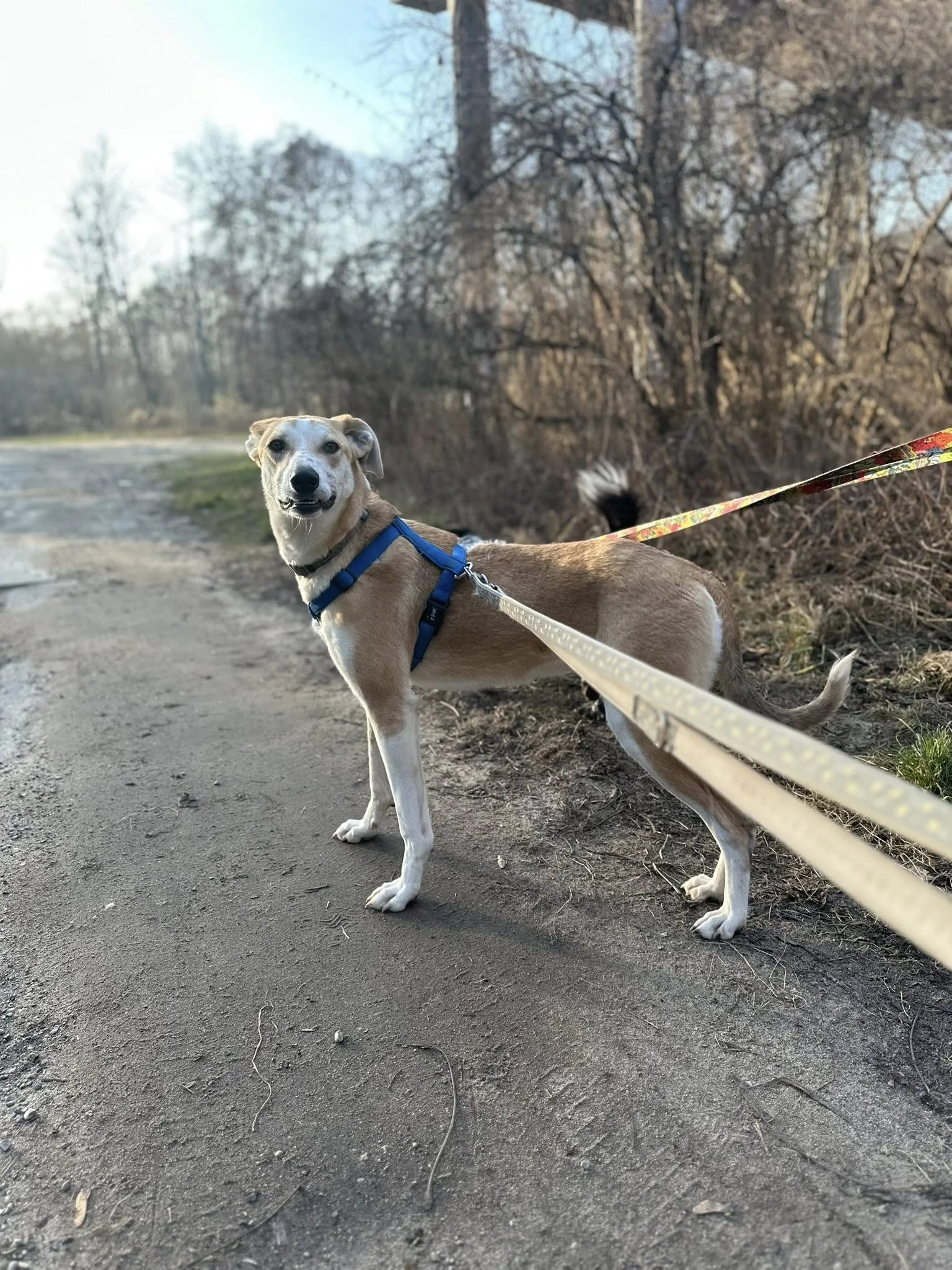 Zdjęcie Lala