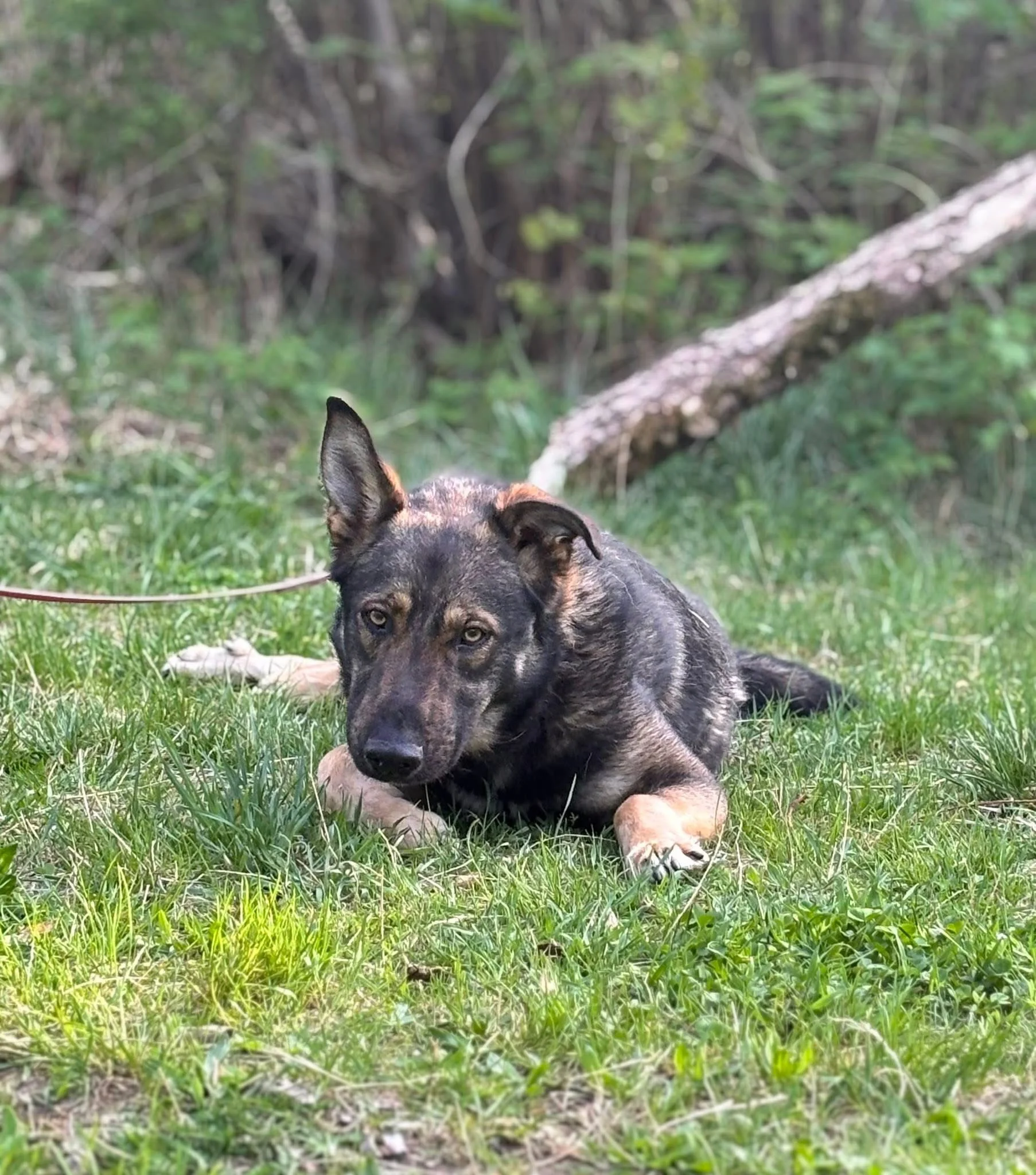 Zdjęcie Ares