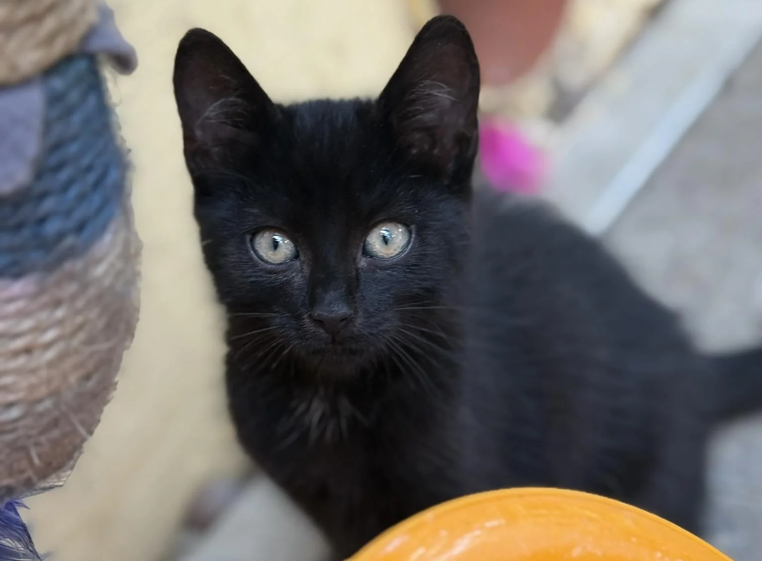 Zdjęcie Kosmo