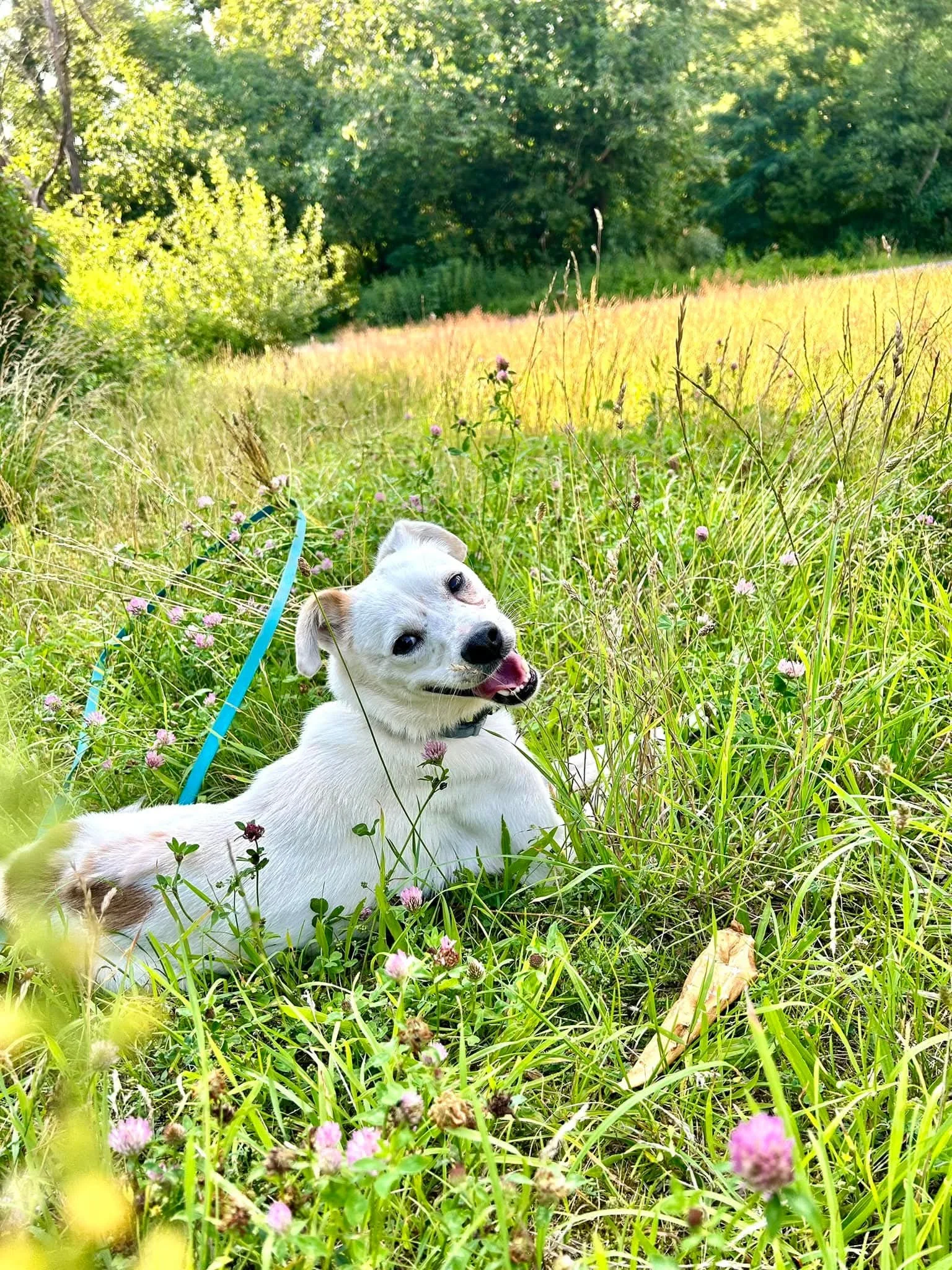 Zdjęcie Mops