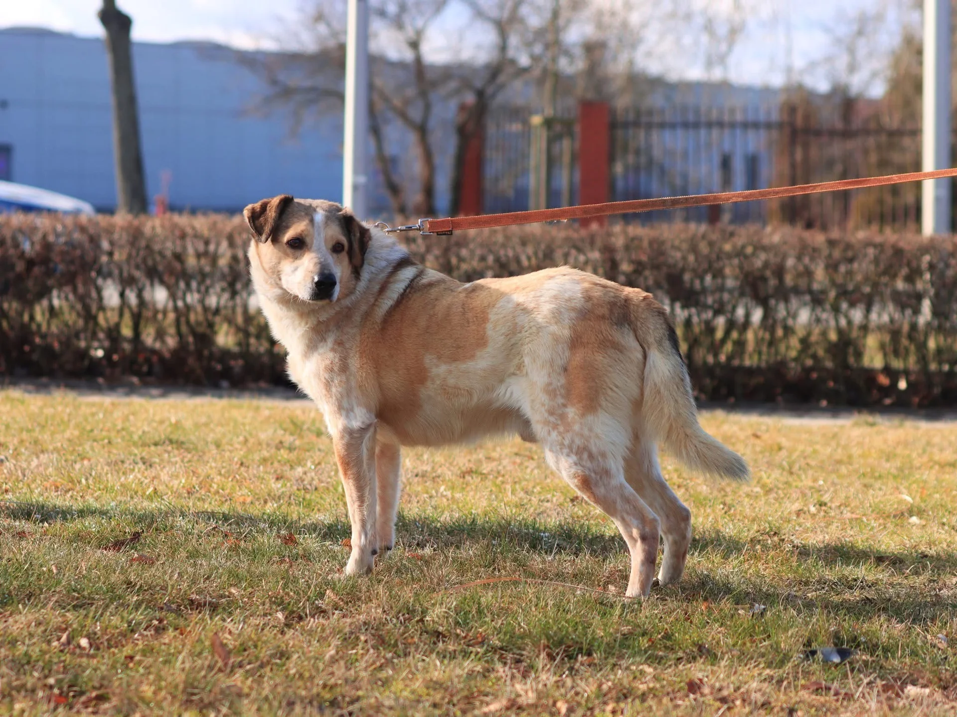 Zdjęcie Pongo