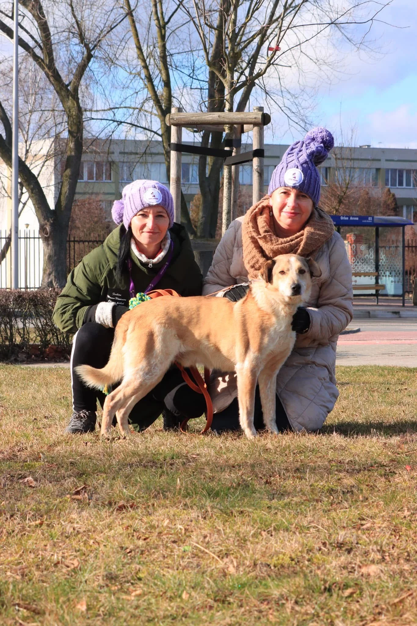 Zdjęcie Pongo