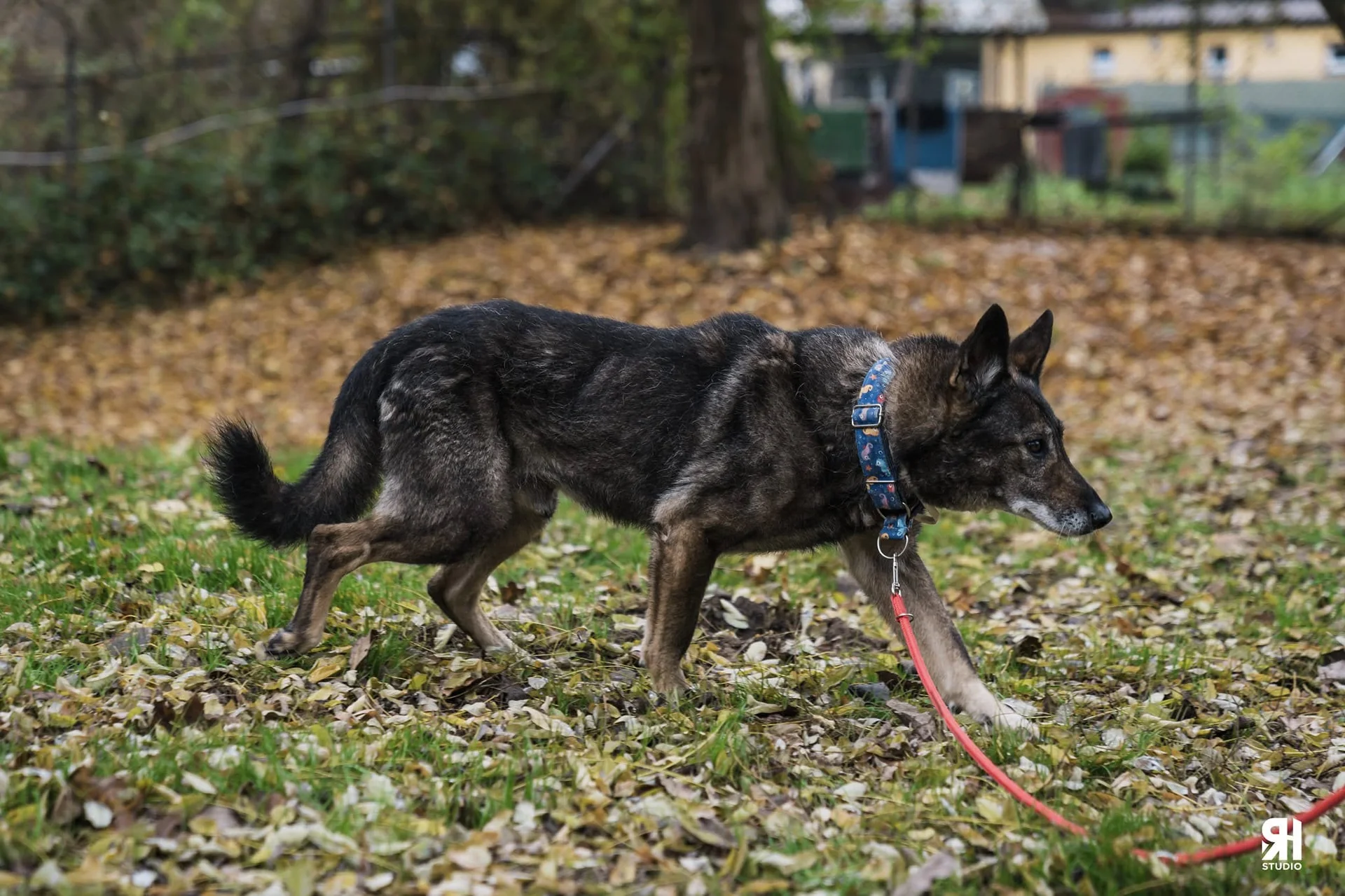 Zdjęcie Brutus