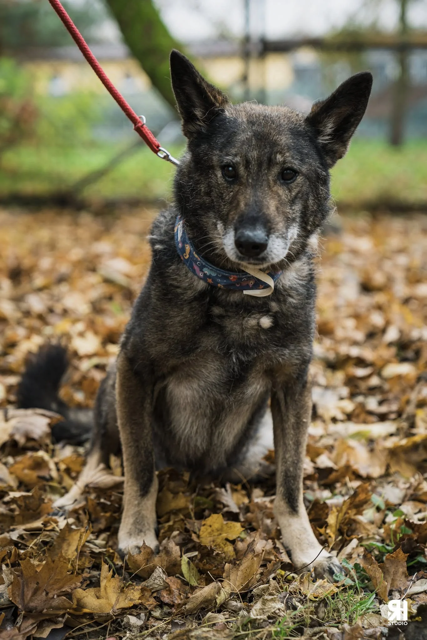 Zdjęcie Brutus