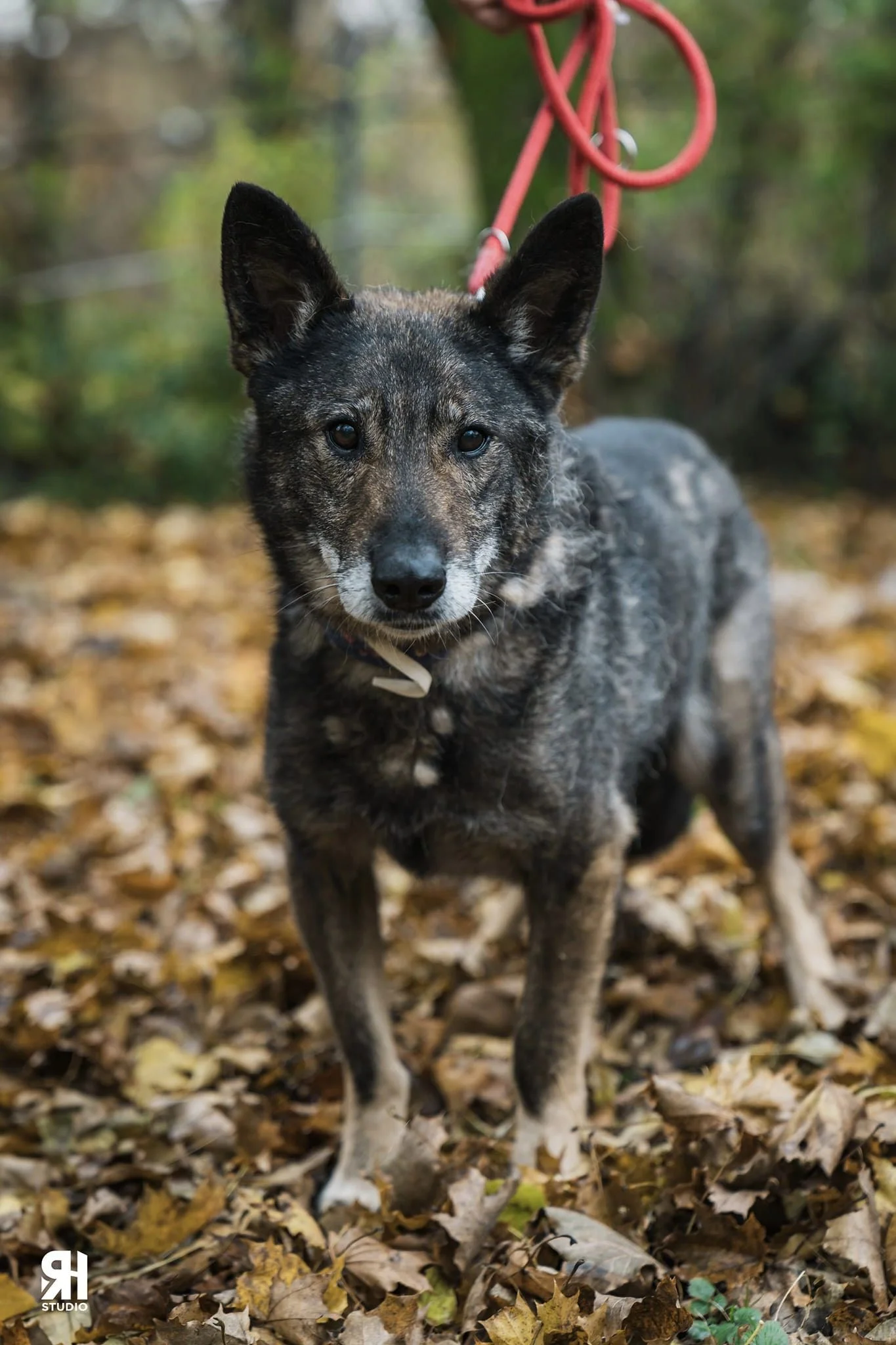 Zdjęcie Brutus